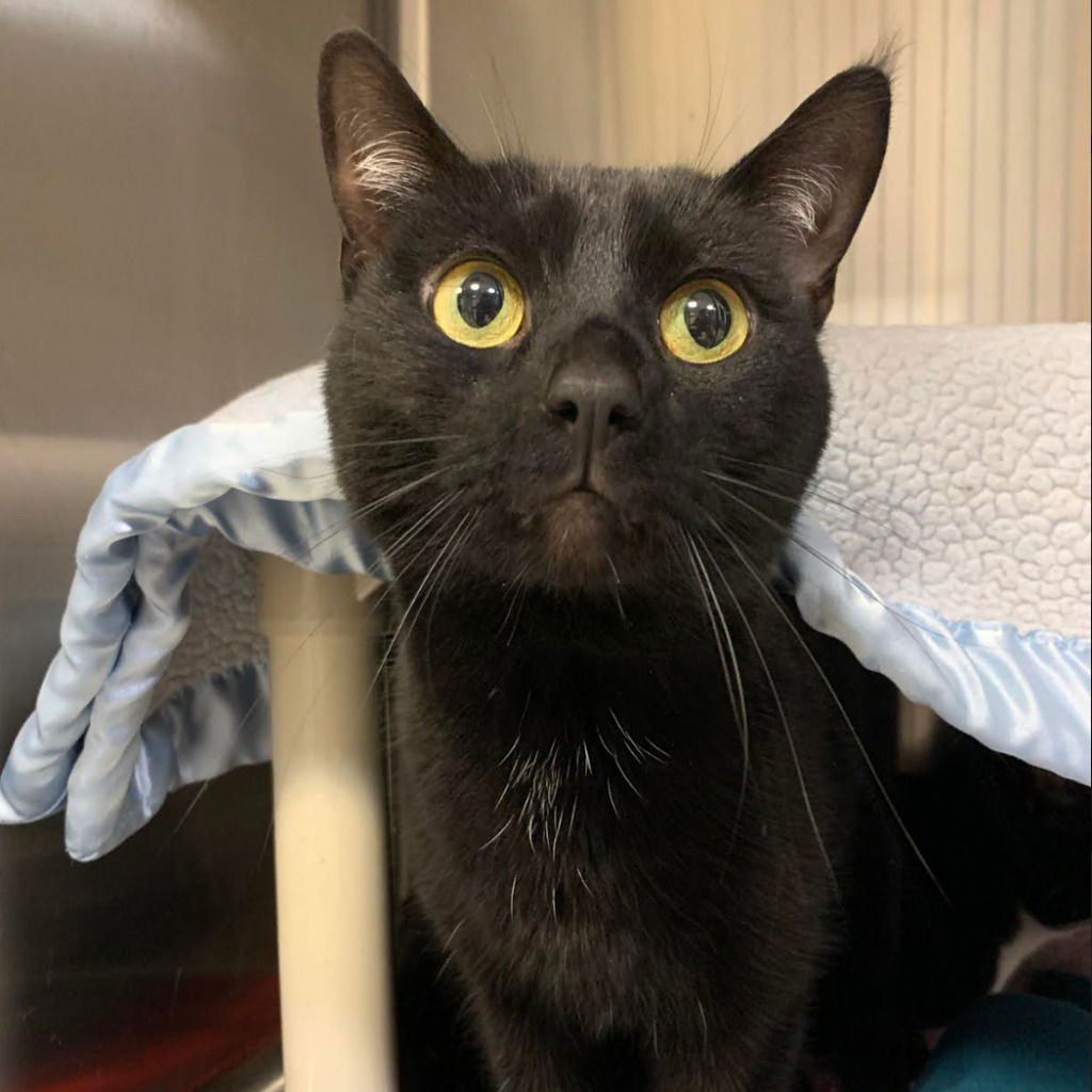 adoptable Cat in South Bend, IN named Princess