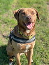 adoptable Dog in  named Dagwood (Daggy)