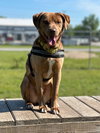 Dagwood (Daggy) - Photo 2