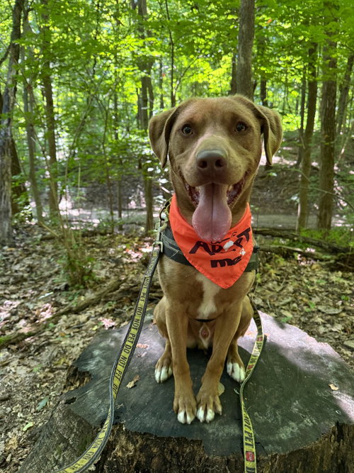 Dagwood (Daggy), an adoptable Labrador Retriever in South Bend, IN