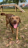 adoptable Dog in South Bend, IN named Dagwood (Daggy)