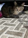 adoptable Cat in , IN named Lainey Wilson  ** IN FOSTER **