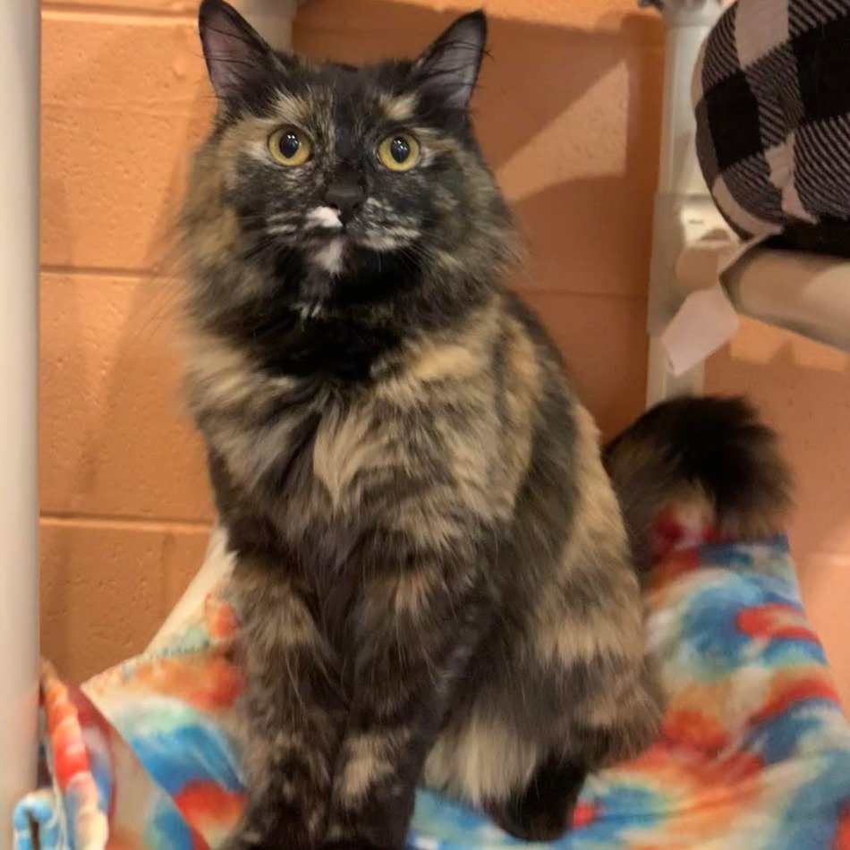 adoptable Cat in South Bend, IN named Alexandra