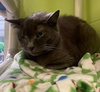 Natasha - Photo 3