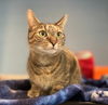 adoptable Cat in South Bend, IN named Lupine