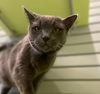 adoptable Cat in South Bend, IN named Boris