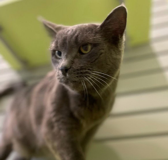 Boris