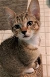 adoptable Cat in  named Sachi *IN FOSTER*