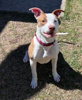 adoptable Dog in South Bend, IN named Petey-adoption pending