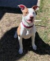 adoptable Dog in  named Petey-in a Foster Home
