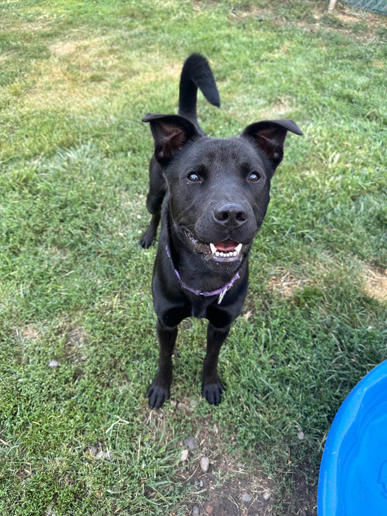 adoptable Dog in South Bend, IN named Max