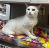 adoptable Cat in  named Frisco *IN FOSTER*