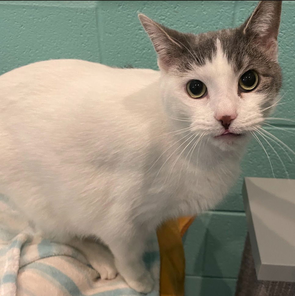 adoptable Cat in South Bend, IN named Addie