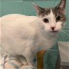 adoptable Cat in  named Addie