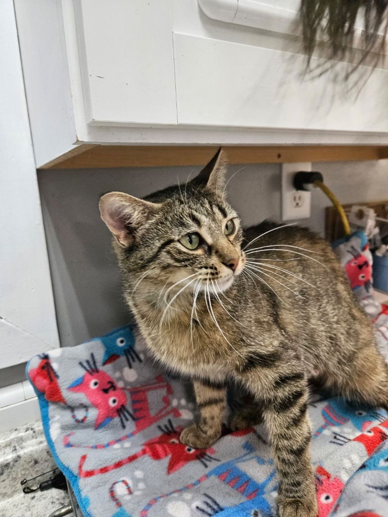 adoptable Cat in South Bend, IN named Cordelia (Kiki) ** IN FOSTER **