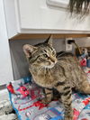 adoptable Cat in South Bend, IN named Cordelia (Kiki) ** IN FOSTER **