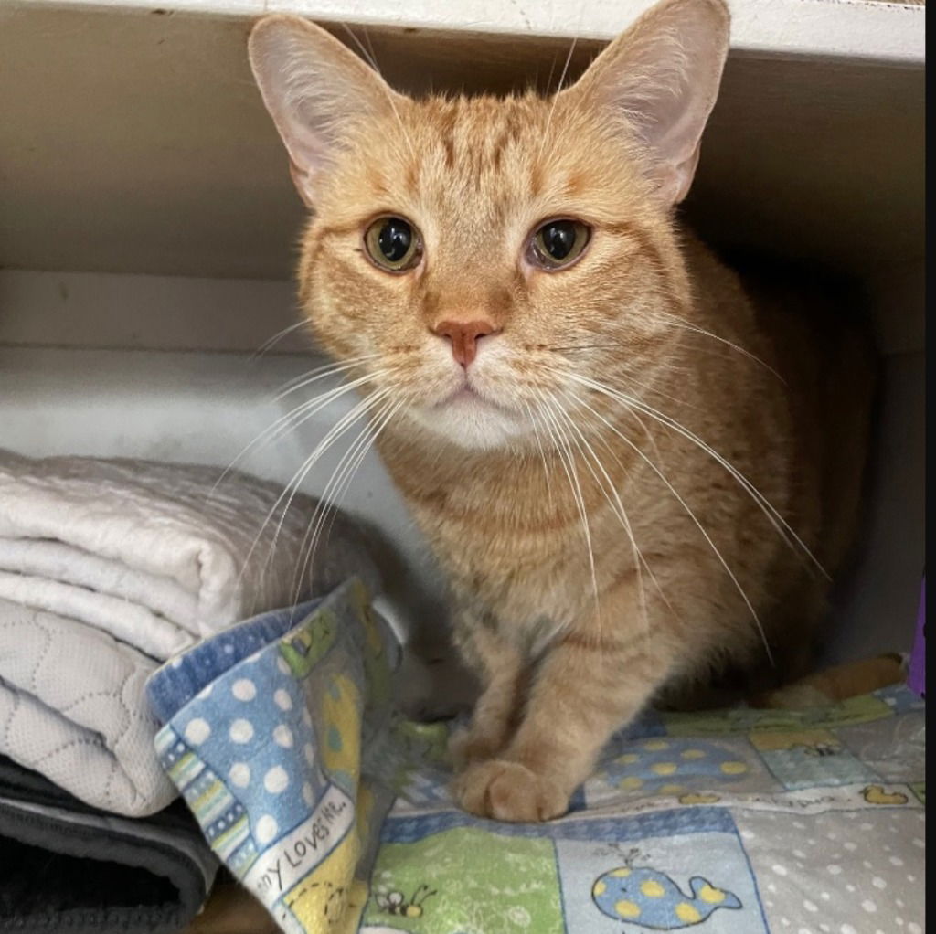 adoptable Cat in South Bend, IN named Zappy