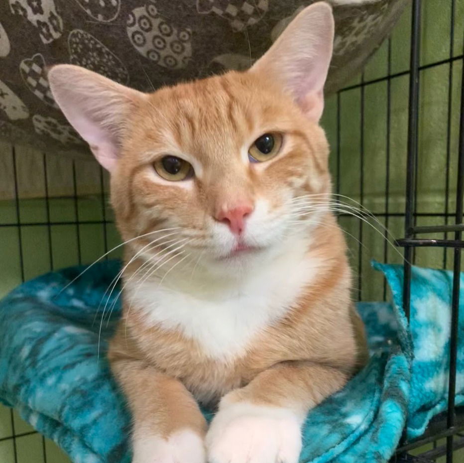 adoptable Cat in South Bend, IN named Woody