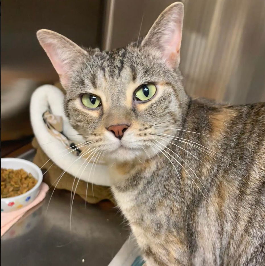 adoptable Cat in South Bend, IN named Starlight