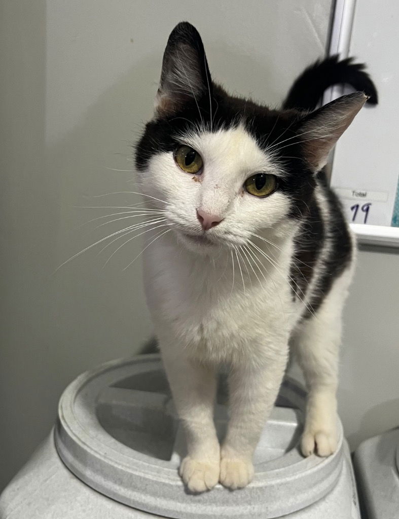 adoptable Cat in South Bend, IN named Reishi * IN FOSTER *