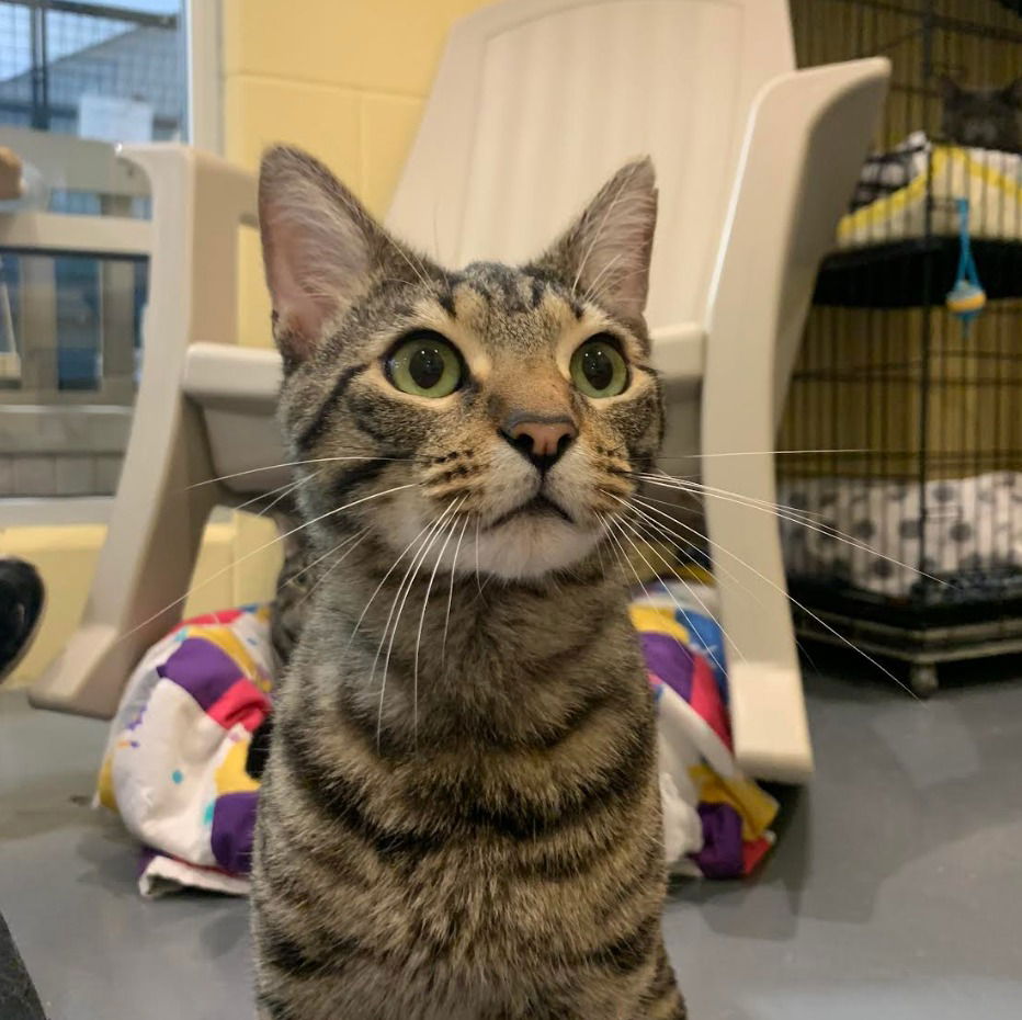 adoptable Cat in South Bend, IN named Klaus