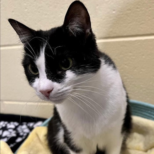 MARION RAVENWOOD - Domestic Short Hair available for adoption