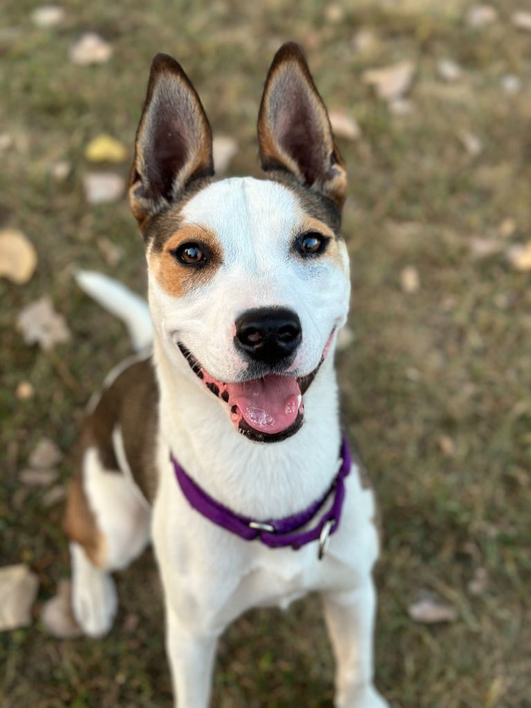 adoptable Dog in South Bend, IN named Nora