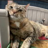 adoptable Cat in South Bend, IN named Sweetie Pie