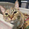 Sweetie Pie - Photo 2