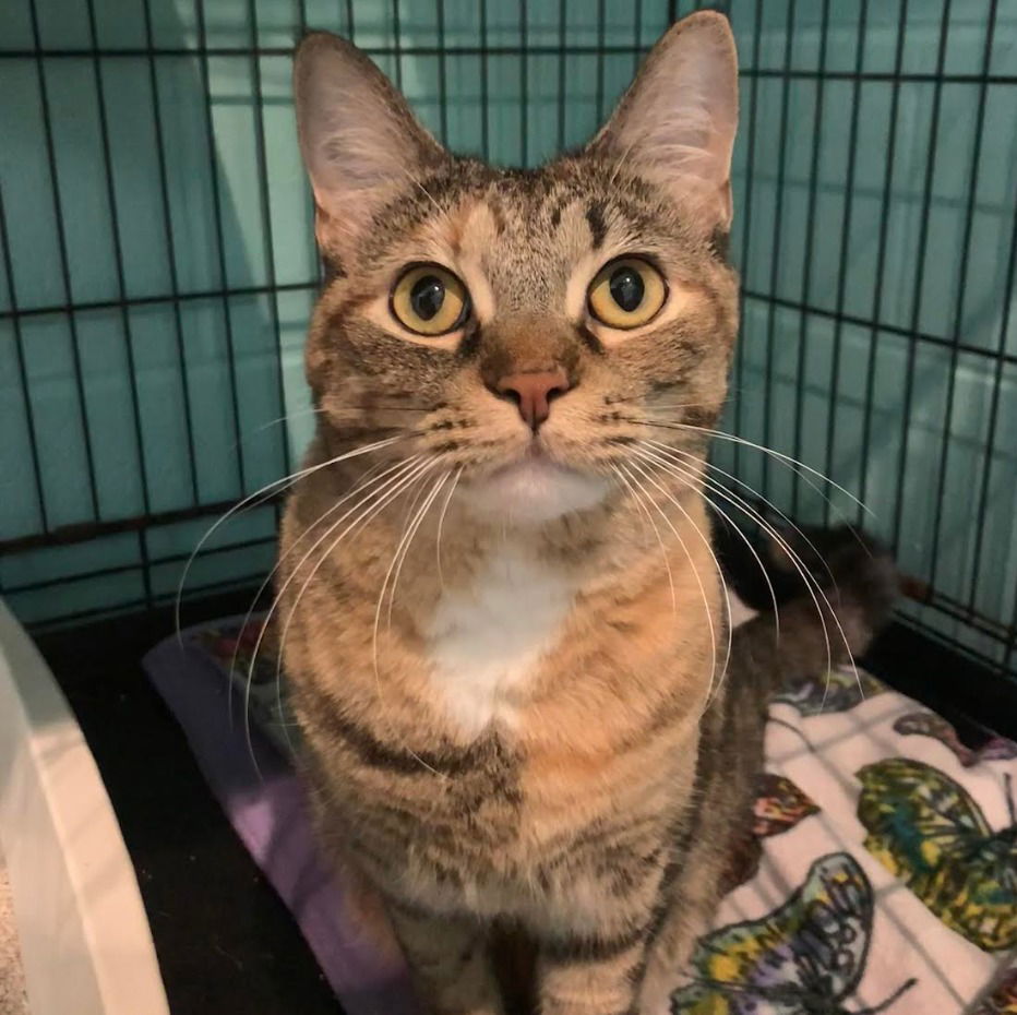 adoptable Cat in South Bend, IN named Sweetie Pie