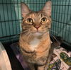 adoptable Cat in South Bend, IN named Sweetie Pie