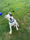 Poppy - Photo 2