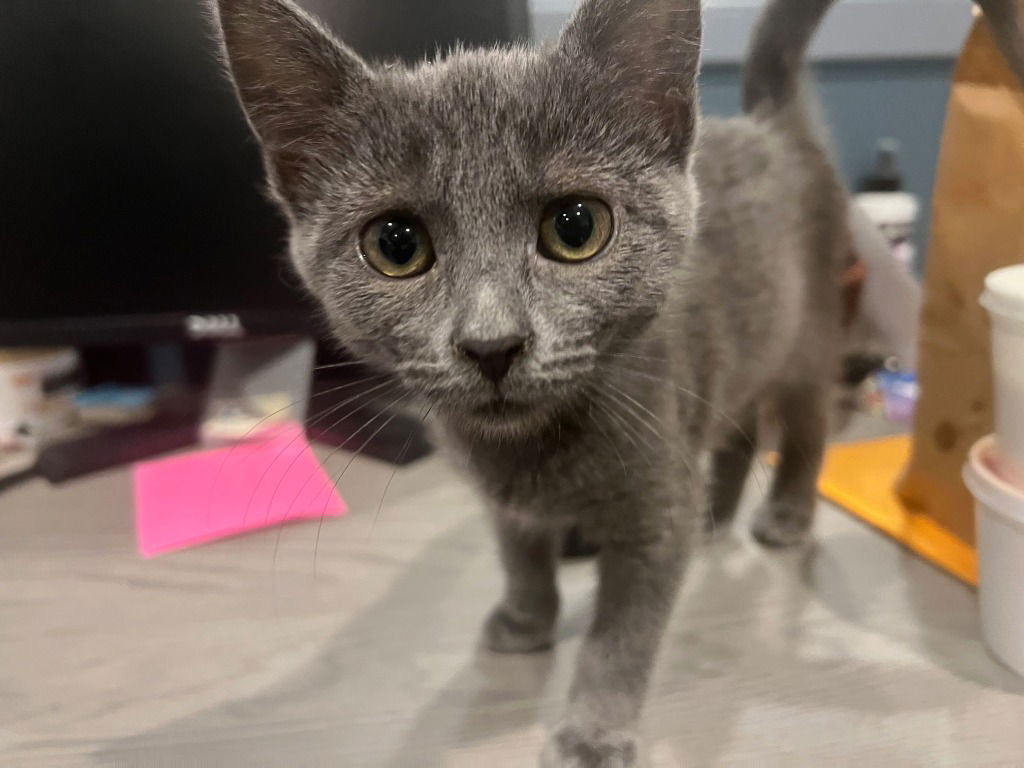 adoptable Cat in South Bend, IN named Eloise *IN FOSTER*