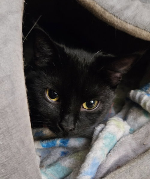 STRAX *IN FOSTER* - Domestic Short Hair available for adoption