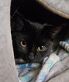 adoptable Cat in South Bend, IN named Strax *IN FOSTER*