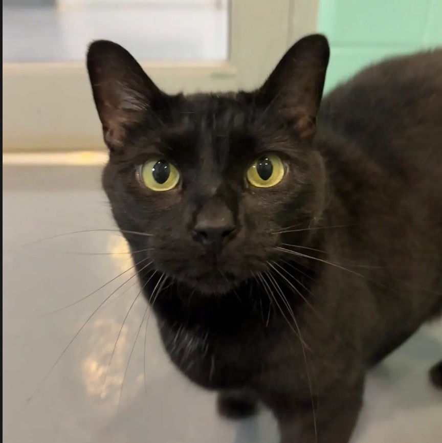 adoptable Cat in South Bend, IN named Evy