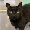 adoptable Cat in South Bend, IN named Evy