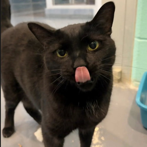 EVY - Domestic Short Hair available for adoption