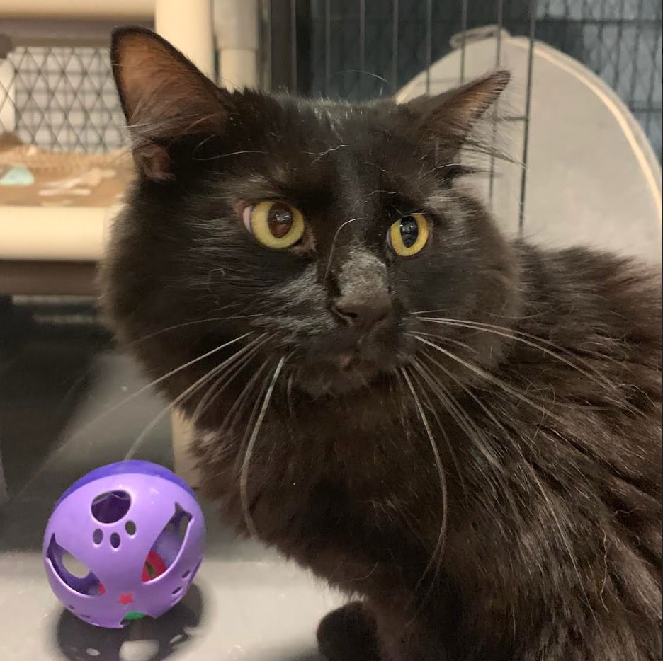 adoptable Cat in South Bend, IN named Tucker