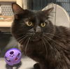 adoptable Cat in , IN named Tucker