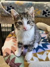 adoptable Cat in , IN named Gumdrop * IN FOSTER *