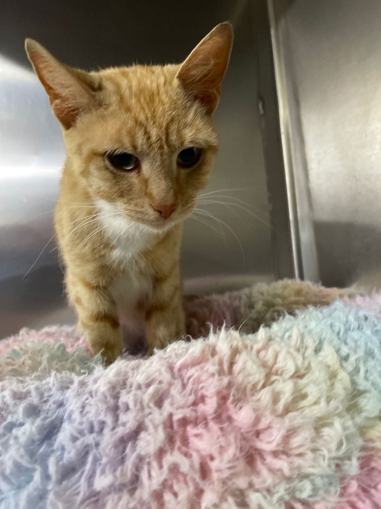 adoptable Cat in South Bend, IN named Dream Bar (RED) * IN FOSTER *