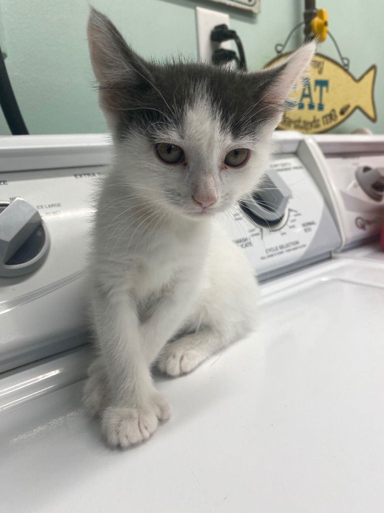 adoptable Cat in South Bend, IN named Arabella * IN FOSTER *