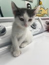 adoptable Cat in , IN named Arabella * IN FOSTER *