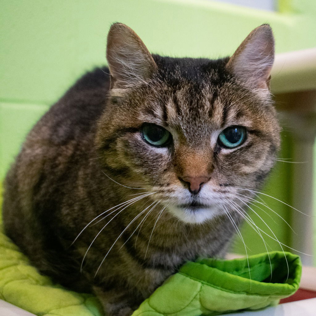 adoptable Cat in South Bend, IN named Tank