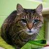 adoptable Cat in , IN named Tank