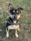 adoptable Dog in South Bend, IN named Meg