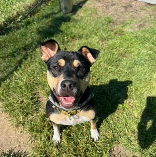 MEG - Shepherd / Terrier available for adoption