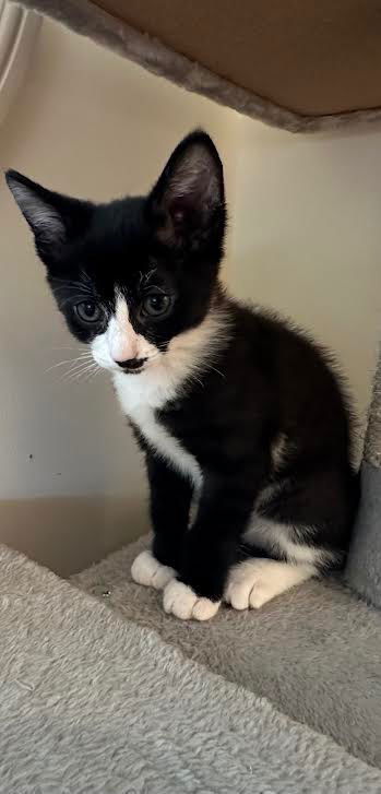 adoptable Cat in South Bend, IN named Wyatt Earp *IN FOSTER*