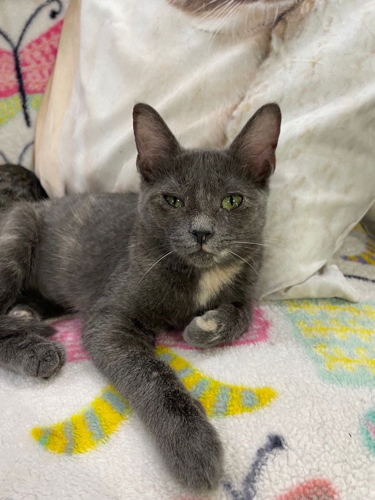 adoptable Cat in South Bend, IN named Blazing Glory *IN FOSTER*